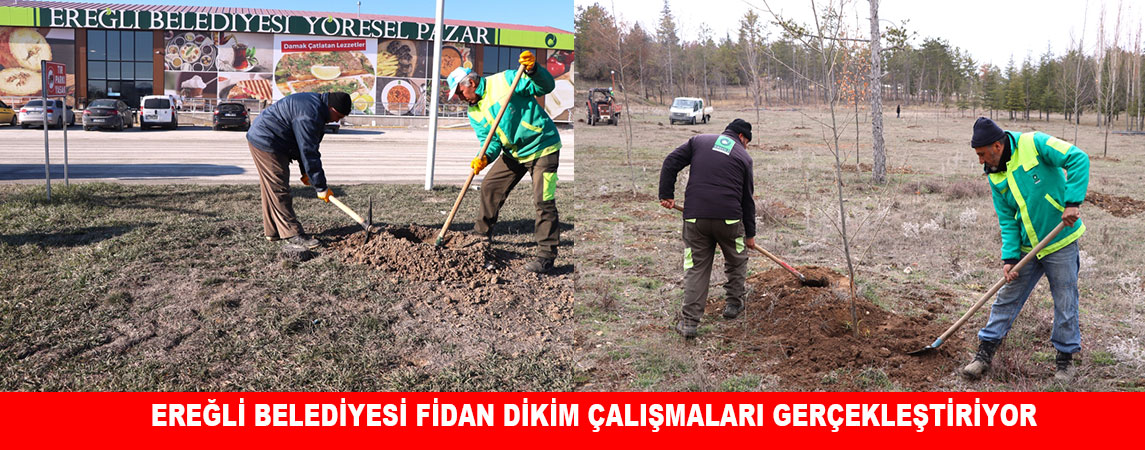 EREĞLİ BELEDİYESİ FİDAN DİKİM ÇALIŞMALARI GERÇEKLEŞTİRİYOR