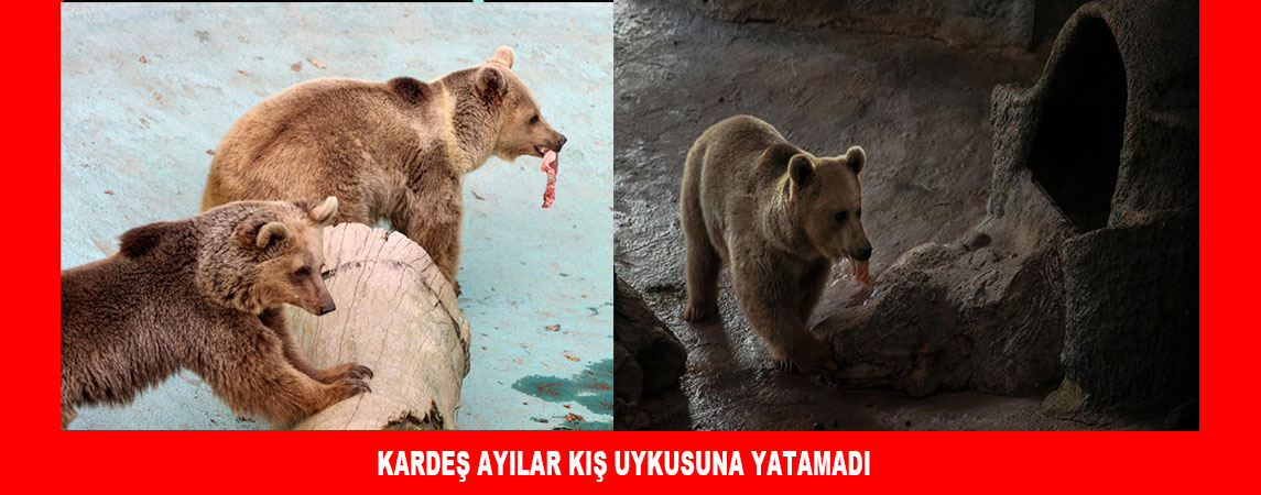 KARDEŞ AYILAR KIŞ UYKUSUNA YATAMADI